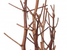 Suché větvičky fenyklu, zlatá, 160 cm - použito (83502363)