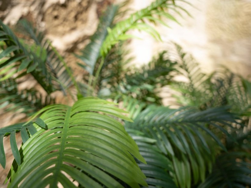 Palma Areca, 3 kmeny, 150 cm