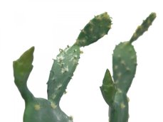 Kaktus Nopal, 76cm Kaktus Nopal, 76cm