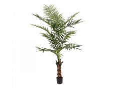Kentia palma, výška 240cm