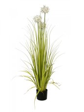 Okrasný česnek s bílými květy, 120 cm