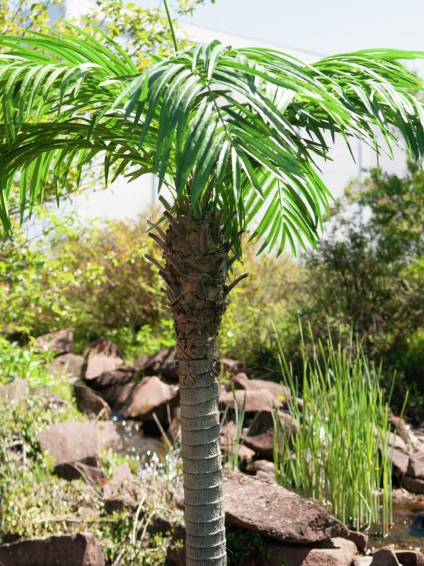 Phoenix palma Luxor, 240 cm