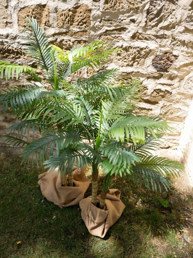 Palma Areca, 3 kmeny, 150 cm