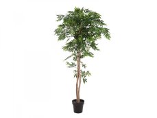 Ficus longifolia, 165cm