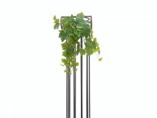 Vinná réva trs, premium, 50cm Vinná réva trs, premium, 50cm