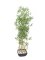 EUROPALMS Bambus v misce, umělý, 150cm