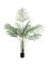 Areca palma s velkými listy, 185 cm
