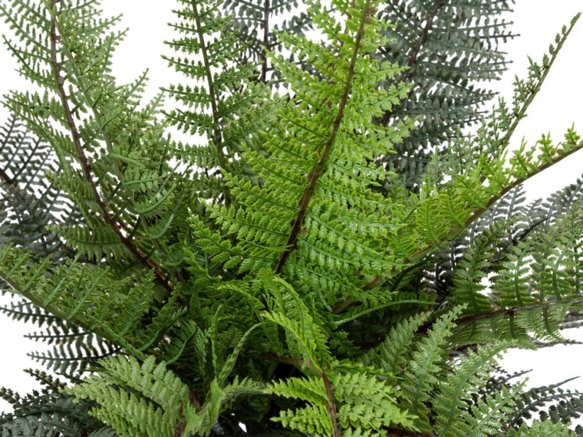 FIRESILX Bostonská kapradina trs, 50 cm