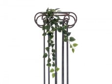 Filodendron trs střední, 70 cm Filodendron trs střední, 70 cm
