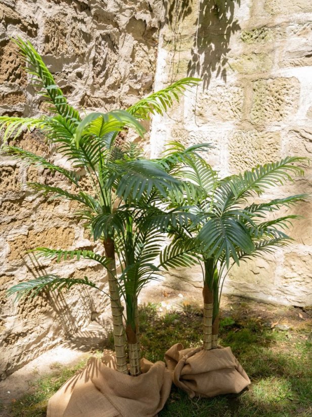 Palma Areca, 3 kmeny, 150 cm
