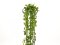 Girlanda Photosu Premium, 170 cm