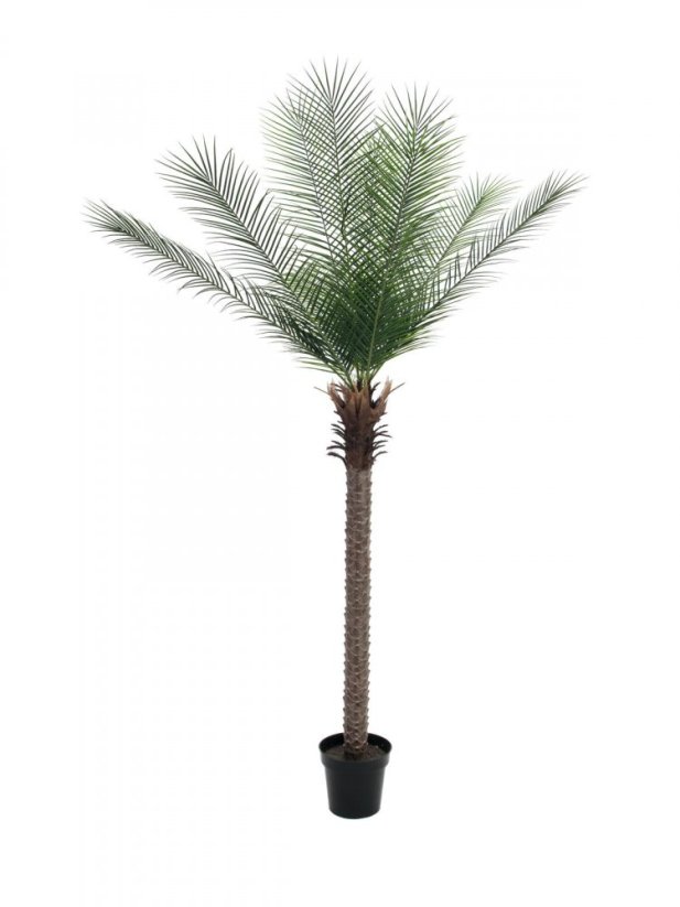 Phoenix palma deluxe, 220 cm