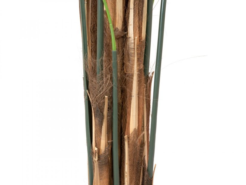 Kentia palma, 300cm