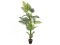 Palma Areca, 180 cm