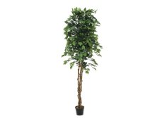 Stříbrný fikus-Benjamin, 240cm - použito (82506118)