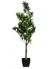 Nohoplod stromek, 90 cm Nohoplod stromek, 90 cm