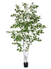 Bříza, 210 cm Bříza, 210 cm