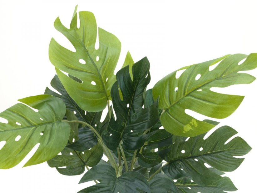 Filodendron, výška 38cm
