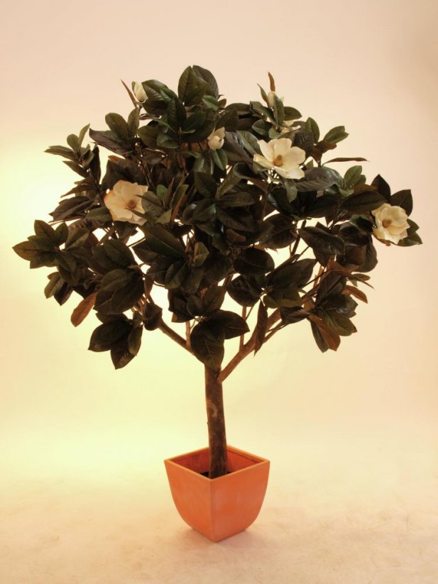 Magnólie, 150 cm - poškozeno (82507255)