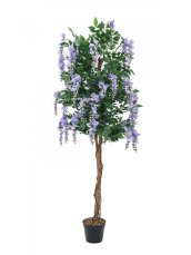 Vistárie fialová, 150 cm Vistárie fialová, 150 cm