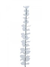Eukalyptus čirý - křišťálový, 81 cm, 12 ks