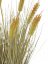 Pšenice ve sklizni v květináči, 60 cm
