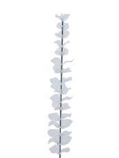 Eukalyptus čirý - křišťálový, 81 cm, 12 ks
