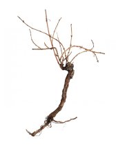 Vinná réva, 150 cm