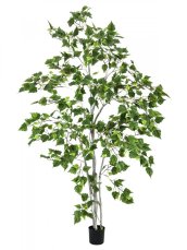 Bříza, 180 cm Bříza, 180 cm