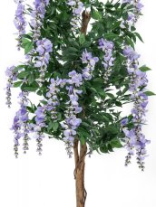 Vistárie fialová, 150 cm Vistárie fialová, 150 cm