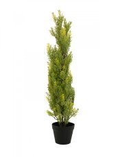 Cypřiš světlý v květináči, 90 cm Cypřiš světlý v květináči, 90 cm