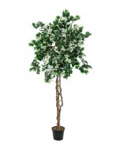 Bougainvillea bílá, 150 cm