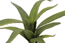 Aloe vera zelená, 66 cm