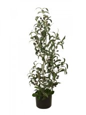 Olivovník s plody, 90 cm
