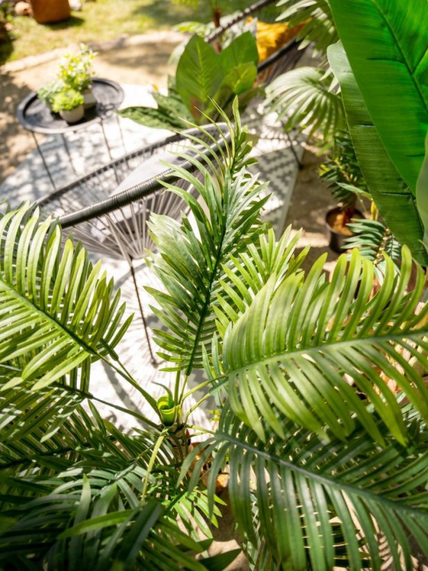 Palma Areca, 3 kmeny, 150 cm