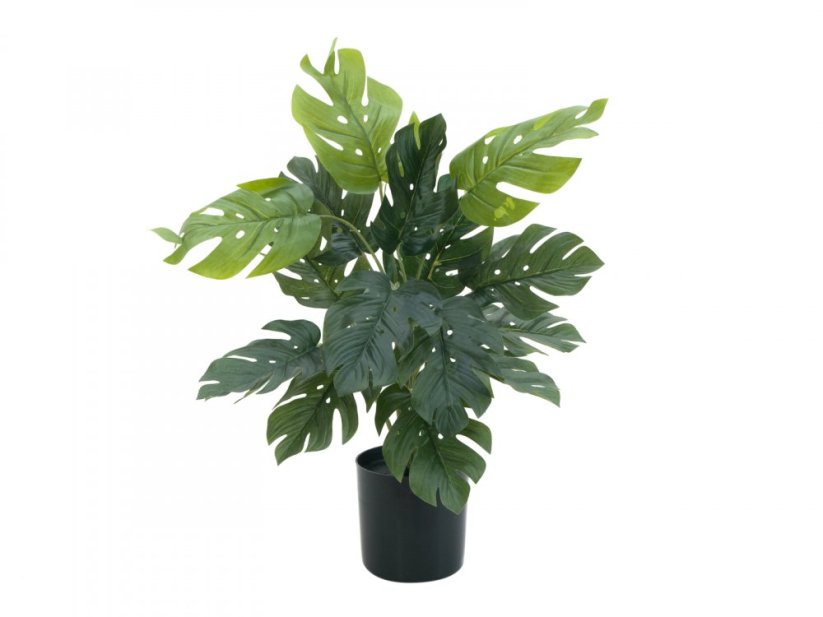 Filodendron, výška 38cm