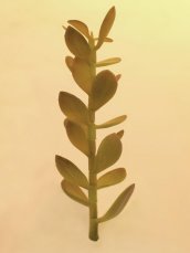 Penízovka-výhonek, 30cm Penízovka-výhonek, 30cm