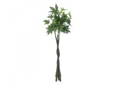Pachira stonky, 3 kusy, 160cm Pachira stonky, 3 kusy, 160cm
