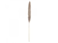 JOLIPA Pampas tráva, sušený klas, natural, 137cm JOLIPA Pampas tráva, sušený klas, natural, 137cm