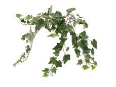 FIRESILX Břečťan trs, 60 cm