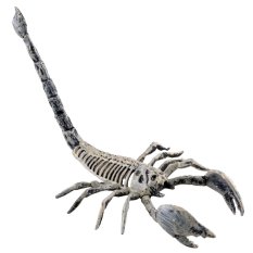 Halloween kostra štíra