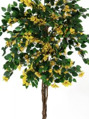 Bougainvillea žlutá, 150 cm