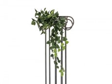 Pothos trs velký, 100 cm Pothos trs velký, 100 cm