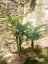 Palma Areca, 3 kmeny, 150 cm