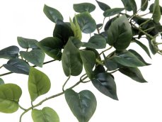 Filodendron trs střední, 70 cm Filodendron trs střední, 70 cm