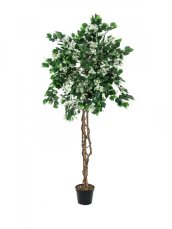 Bougenvilia bílá, 180 cm