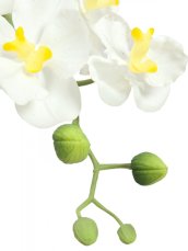 Orchidej bílá v dekoračním květináči, 62 cm