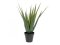 Aloe-Vera rostlina, 60 cm