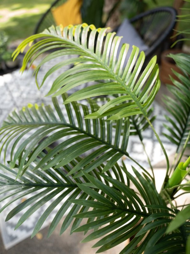 Palma Areca, 3 kmeny, 150 cm