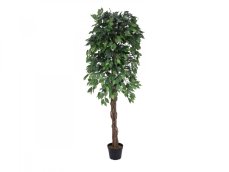 Fikus-Benjamin Multi-kmen, 180 cm